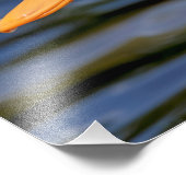 Impression Photo Canard blanc (Coin)