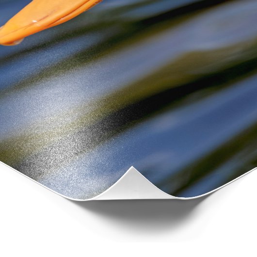 Impression Photo Canard blanc (Coin)