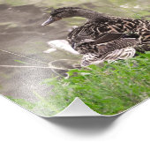 Impression Photo Canard colvert (Coin)
