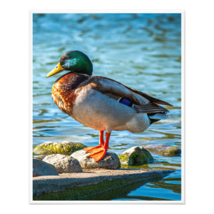 Impression Photo Canard colvert mâle perché sur des pierres au bord