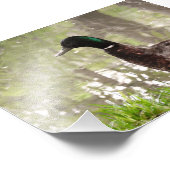 Impression Photo Canard colvert pensif (Coin)