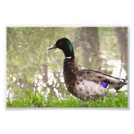 Impression Photo Canard colvert pensif (Devant)
