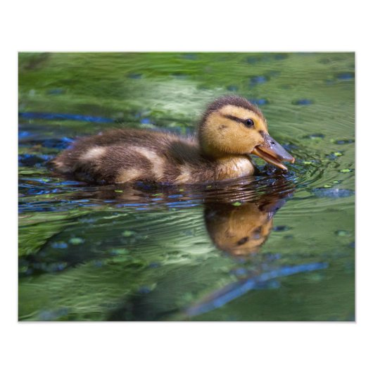 Impression Photo Canard dans un étang (Devant)