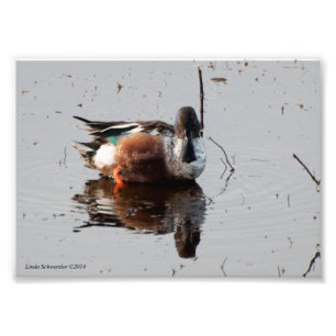 Impression Photo Canard de douche nord 5X7
