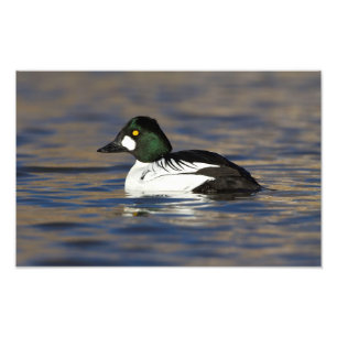Impression Photo Canard de l'oeil d'or mâle