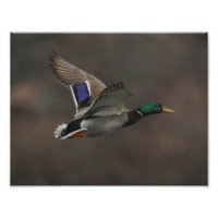 Canard de Mallard en vol - 1