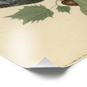 Impression Photo Canard d'été, Canard à bois, Oiseaux d'Amérique d' (Coin)