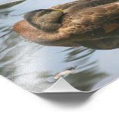 Impression Photo Canard dormant Brown Mallard 10x8 Nature (Coin)