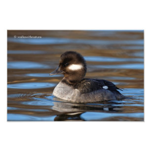 Impression Photo Canard doux de Bufflehead sur les eaux