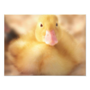 Impression Photo Canard Jaune Fuzzy Bébé de Pâques Canard