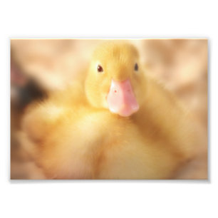Impression Photo Canard Jaune Fuzzy Bébé de Pâques Canard
