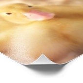 Impression Photo Canard Jaune Fuzzy Bébé de Pâques Canard (Coin)