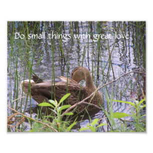 Impression Photo Canard qui se lisse les plumes parmi les joncs.