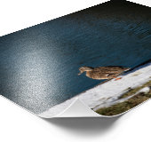 Impression Photo Canard solitaire (Coin)