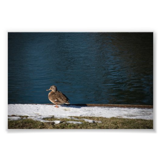 Impression Photo Canard solitaire (Devant)
