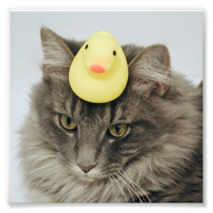 Impression Photo Canard sur sa tête