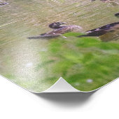 Impression Photo Canards branchus sociabilisant (Coin)
