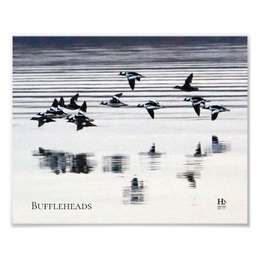 Impression Photo Canards Bufflehead sur le lac Higgins (Devant)