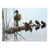 Impression Photo Canards dans une rangée (Devant)