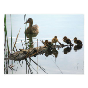 Impression Photo Canards dans une rangée