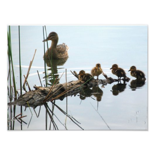 Impression Photo Canards dans une rangée (Devant)
