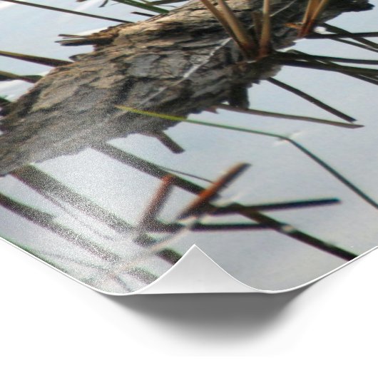 Impression Photo Canards dans une rangée (Coin)