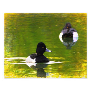 Impression Photo Canards encordés noir et blanc Oiseaux verts Eau v