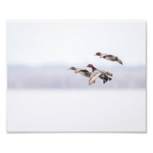 Impression Photo Canards rouges en vol