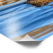 Impression Photo Canards Sur Eau Bleue (Coin)