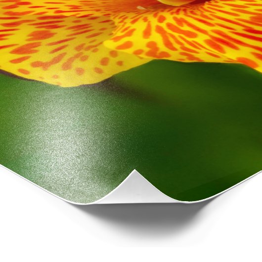Impression Photo Canna lily (Coin)