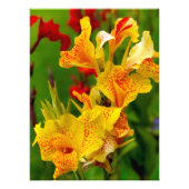 Impression Photo Canna lily (Devant)