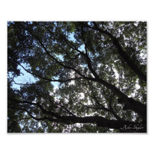 Impression Photo Canopée