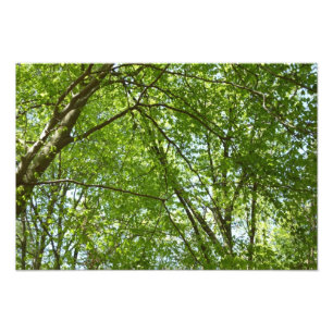 Impression Photo Canopée du printemps Feuille Green Nature Scene