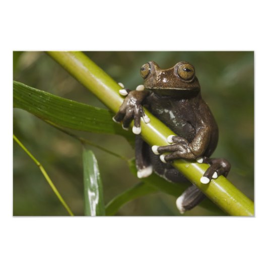 Impression Photo Captive Tapichalaca Grenouille Hyloscirtus (Devant)