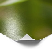 Impression Photo Captive Tapichalaca Grenouille Hyloscirtus (Coin)