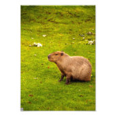 Impression Photo Capybara (Devant)