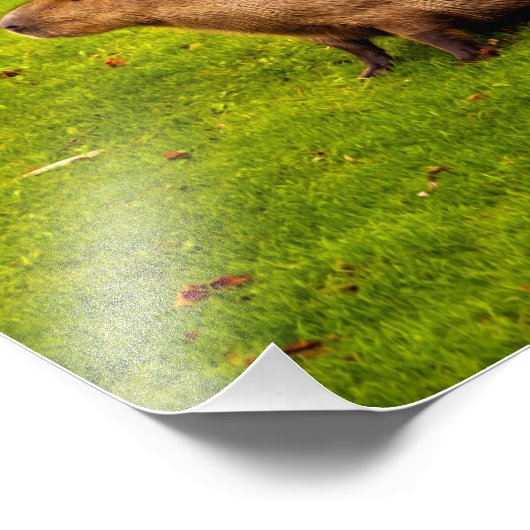 Impression Photo Capybara (Coin)