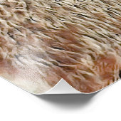 Impression Photo Capybara (Coin)