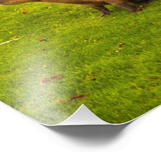 Impression photo Capybara (Coin)