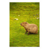 Impression photo Capybara (Devant)