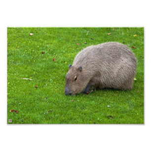 Impression Photo Capybara Animal Incroyable