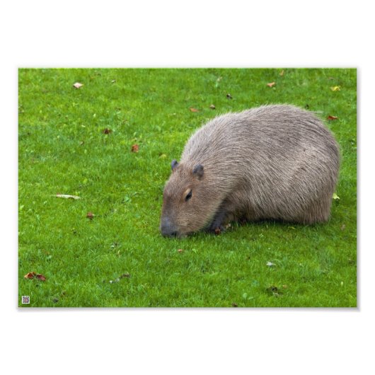 Impression Photo Capybara Animal Incroyable (Devant)