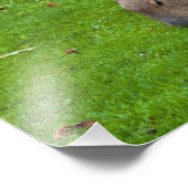 Impression Photo Capybara Animal Incroyable (Coin)