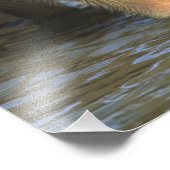 Impression Photo Capybara, Hydrochaeris hydrochaeris), du monde (Coin)