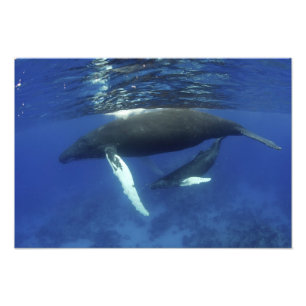 Impression Photo Caraïbes, archipel des Grandes Antilles,