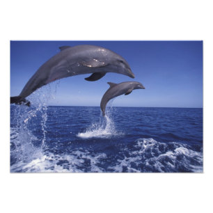Impression Photo Caraïbes, dauphins à gros nez