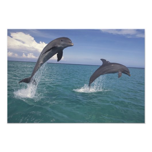 Impression Photo Caraïbes, dauphins à gros nez (Devant)
