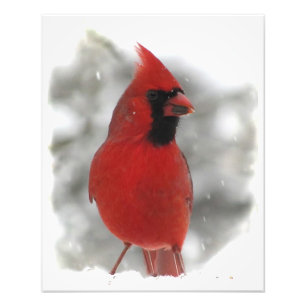 Impression Photo Cardinal
