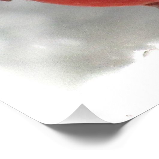 Impression Photo Cardinal (Coin)