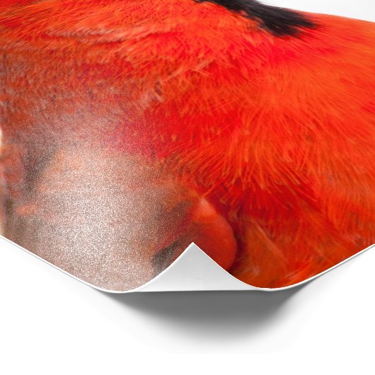 Impression Photo Cardinal (Coin)